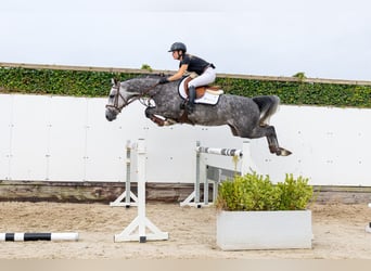 Zangersheider, Stute, 5 Jahre, 159 cm, Schimmel