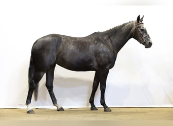 Zangersheider, Stute, 5 Jahre, 159 cm, Schimmel