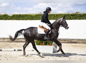 Zangersheider, Stute, 5 Jahre, 159 cm, Schimmel