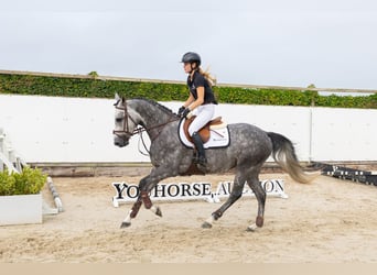 Zangersheider, Stute, 5 Jahre, 159 cm, Schimmel