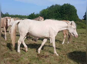 Zangersheider, Stute, 5 Jahre, 160 cm, Cremello