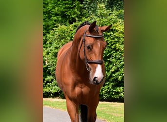Zangersheider, Stute, 5 Jahre, 161 cm, Brauner