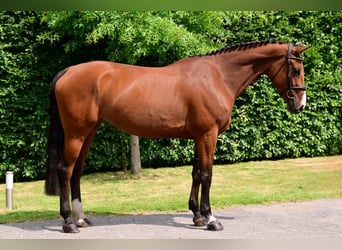 Zangersheider, Stute, 5 Jahre, 161 cm, Brauner