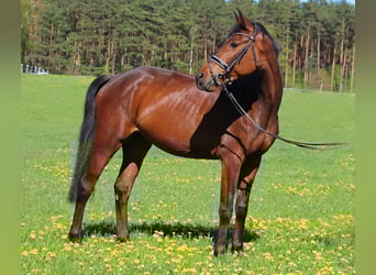 Zangersheider, Stute, 5 Jahre, 162 cm, Brauner
