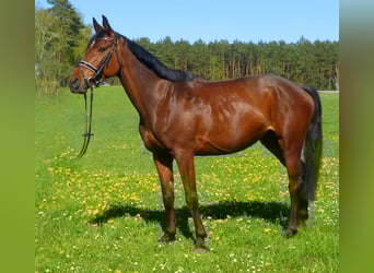 Zangersheider, Stute, 5 Jahre, 162 cm, Brauner