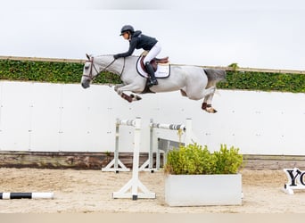 Zangersheider, Stute, 5 Jahre, 162 cm, Schimmel