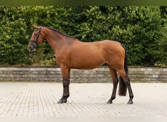 Zangersheider, Stute, 5 Jahre, 163 cm, Brauner