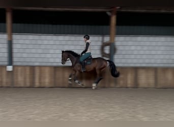Zangersheider, Stute, 5 Jahre, 163 cm, Brauner