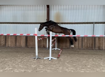 Zangersheider, Stute, 5 Jahre, 163 cm, Brauner