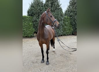 Zangersheider, Stute, 5 Jahre, 163 cm, Brauner
