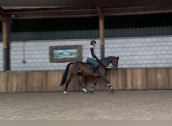 Zangersheider, Stute, 5 Jahre, 163 cm, Brauner