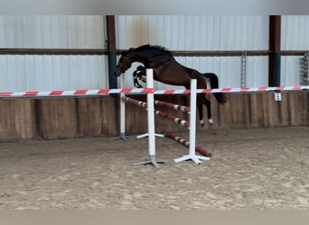 Zangersheider, Stute, 5 Jahre, 163 cm, Brauner