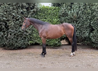 Zangersheider, Stute, 5 Jahre, 163 cm, Brauner