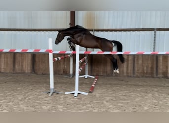 Zangersheider, Stute, 5 Jahre, 163 cm, Brauner