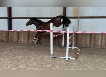 Zangersheider, Stute, 5 Jahre, 163 cm, Brauner