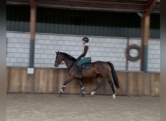 Zangersheider, Stute, 5 Jahre, 163 cm, Brauner