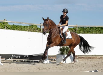 Zangersheider, Stute, 5 Jahre, 163 cm, Dunkelbrauner