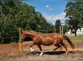 Zangersheider, Stute, 5 Jahre, 163 cm, Fuchs