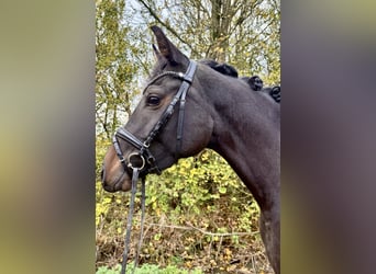 Zangersheider, Stute, 5 Jahre, 163 cm, Schwarzbrauner