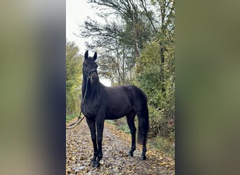 Zangersheider, Stute, 5 Jahre, 163 cm, Schwarzbrauner