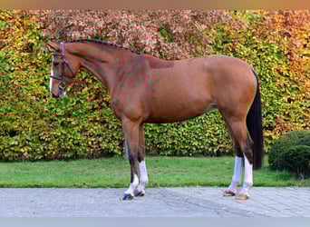 Zangersheider, Stute, 5 Jahre, 164 cm, Brauner