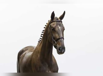 Zangersheider, Stute, 5 Jahre, 164 cm, Fuchs