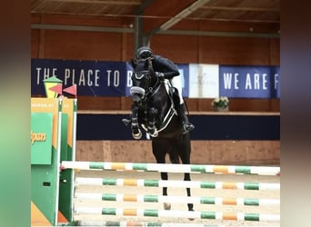 Zangersheider, Stute, 5 Jahre, 164 cm, Rappe