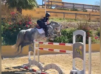 Zangersheider, Stute, 5 Jahre, 164 cm, Schimmel