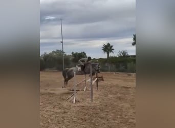 Zangersheider, Stute, 5 Jahre, 164 cm, Schimmel