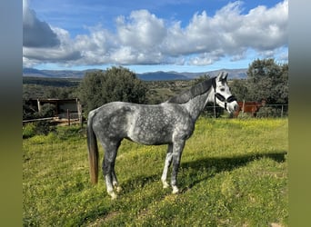Zangersheider, Stute, 5 Jahre, 164 cm, Schimmel