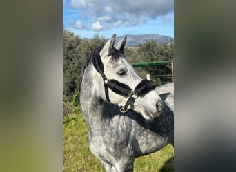 Zangersheider, Stute, 5 Jahre, 164 cm, Schimmel