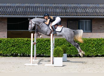 Zangersheider, Stute, 5 Jahre, 164 cm, Schimmel