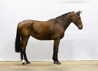 Zangersheider, Stute, 5 Jahre, 165 cm, Brauner