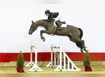 Zangersheider, Stute, 5 Jahre, 165 cm, Dunkelbrauner