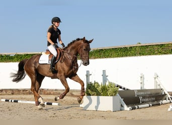 Zangersheider, Stute, 5 Jahre, 165 cm, Fuchs