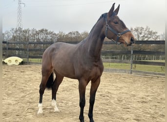 Zangersheider, Stute, 5 Jahre, 165 cm, Hellbrauner