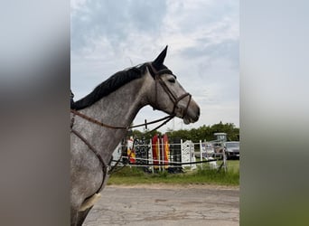 Zangersheider, Stute, 5 Jahre, 165 cm, Schimmel