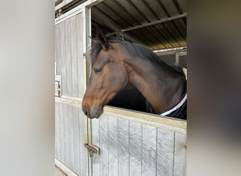 Zangersheider, Stute, 5 Jahre, 165 cm, Schwarzbrauner
