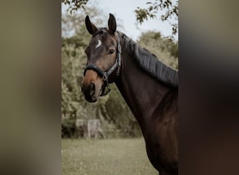 Zangersheider, Stute, 5 Jahre, 165 cm