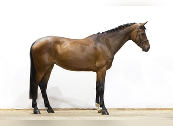 Zangersheider, Stute, 5 Jahre, 166 cm, Brauner