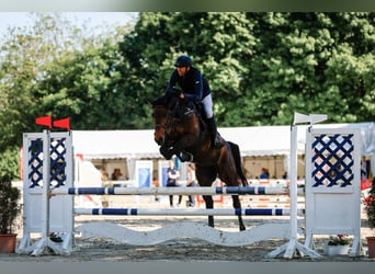 Zangersheider, Stute, 5 Jahre, 166 cm, Dunkelbrauner
