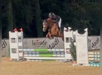 Zangersheider, Stute, 5 Jahre, 166 cm, Fuchs