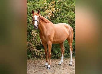 Zangersheider, Stute, 5 Jahre, 166 cm, Fuchs