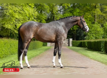 Zangersheider, Stute, 5 Jahre, 166 cm, Rotbrauner