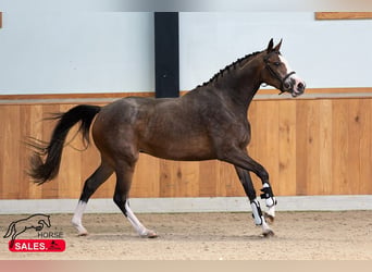 Zangersheider, Stute, 5 Jahre, 166 cm, Rotbrauner