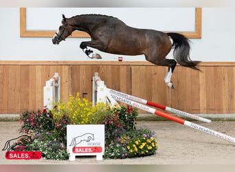 Zangersheider, Stute, 5 Jahre, 166 cm, Rotbrauner
