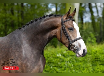Zangersheider, Stute, 5 Jahre, 166 cm, Rotbrauner