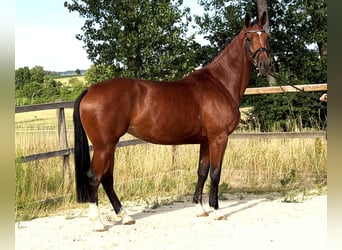 Zangersheider, Stute, 5 Jahre, 167 cm, Brauner