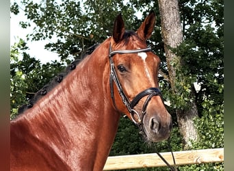 Zangersheider, Stute, 5 Jahre, 167 cm, Brauner