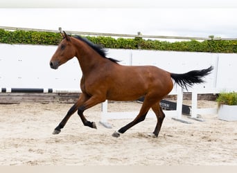 Zangersheider, Stute, 5 Jahre, 167 cm, Brauner